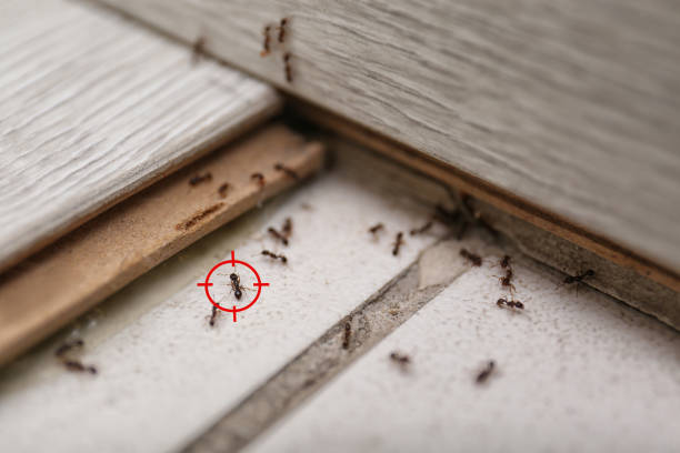 Best Mosquito Control Services  in Rayre, MO
