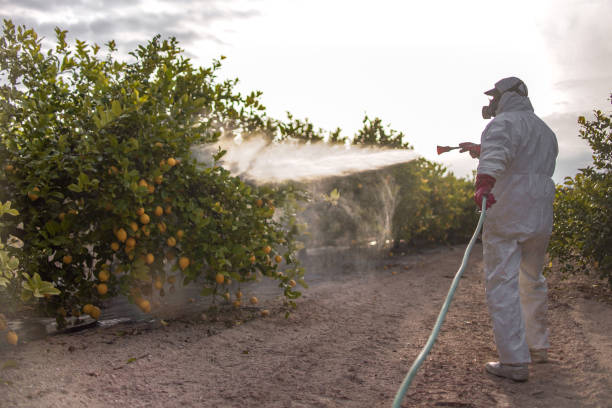 Best Pest Control Treatment  in Rayre, MO